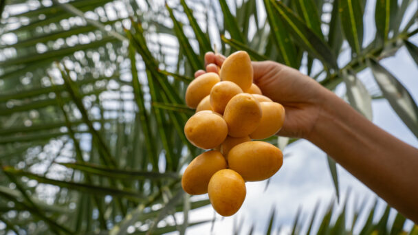 Ready to ripe dates hanging from the tree at a date Plantation . plantation of ripening date palms