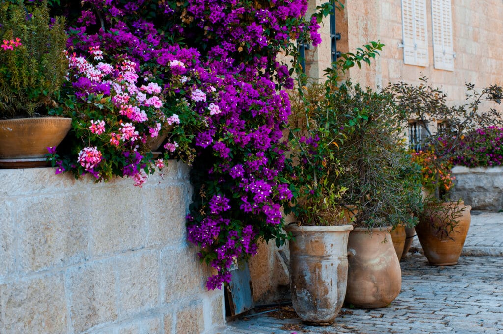 flower pots on the side of the road