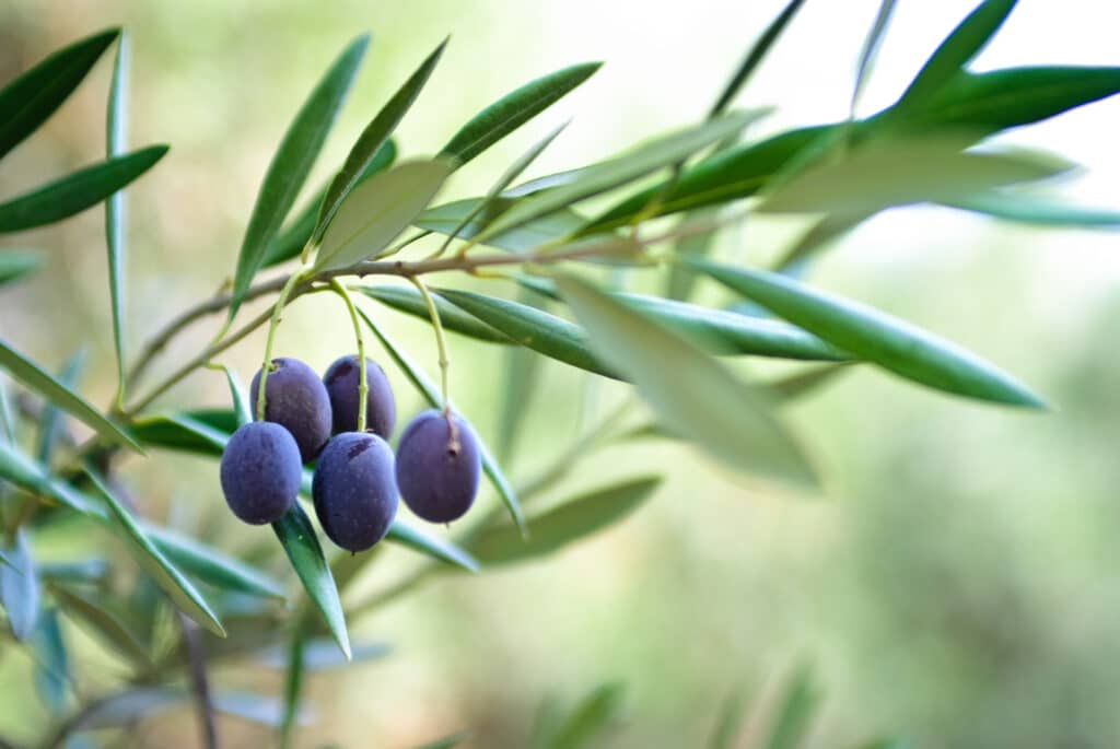 olive branch with olives species of Israel. One of the seven species