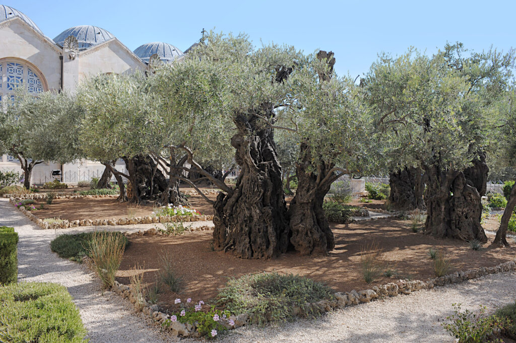 Gethsemane, Israel where Jesus would have spent Good Friday