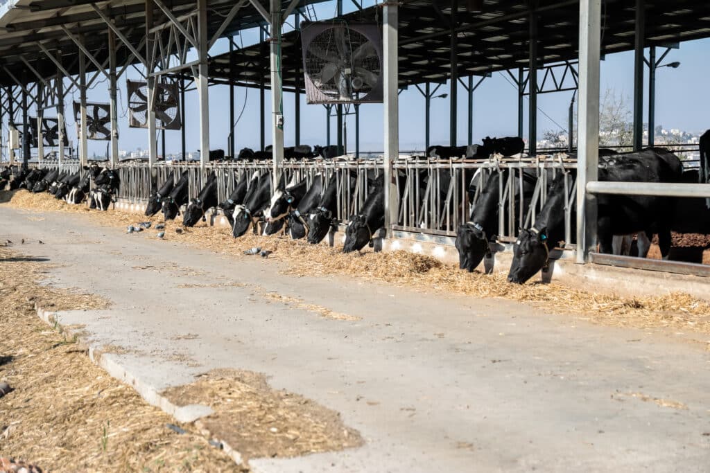 Volunteers who came to kibbutzim in Israel would often work with livestock