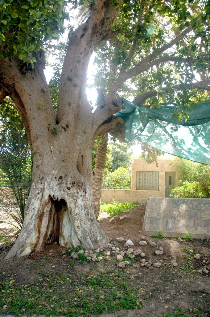 Tree of Zacchaeus, Jericho, Israel