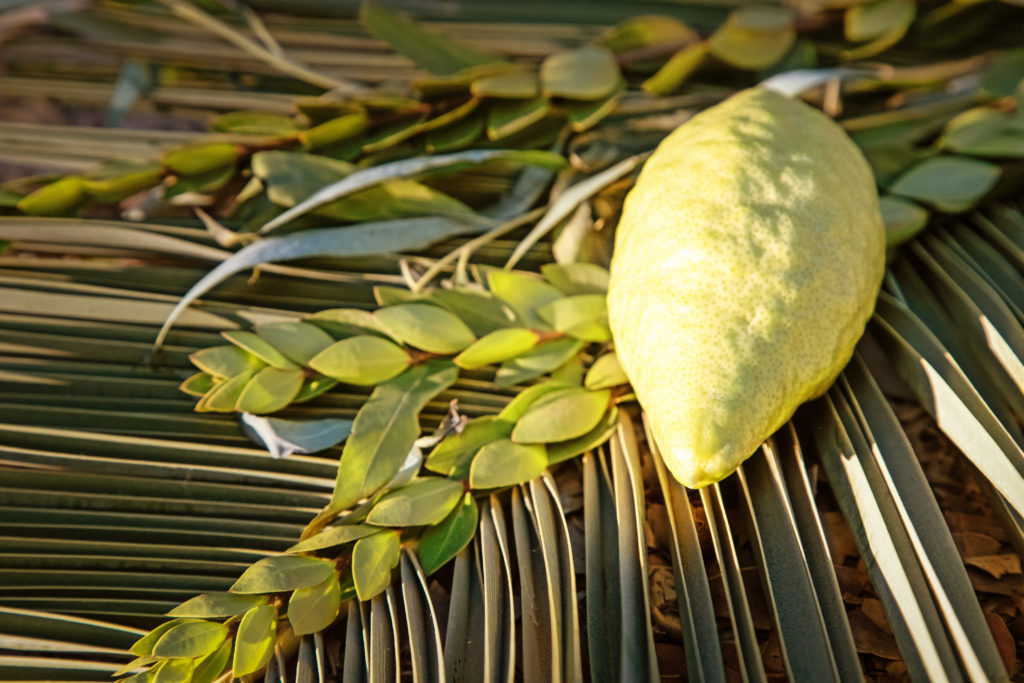 etrog and lulav set