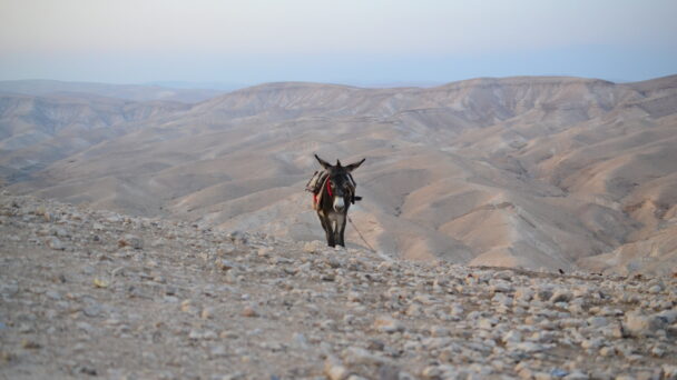 Mitzpe Yeriho, West Bank: The Israeli settlement in the Judean Desert nearby the historic city Jericho.
