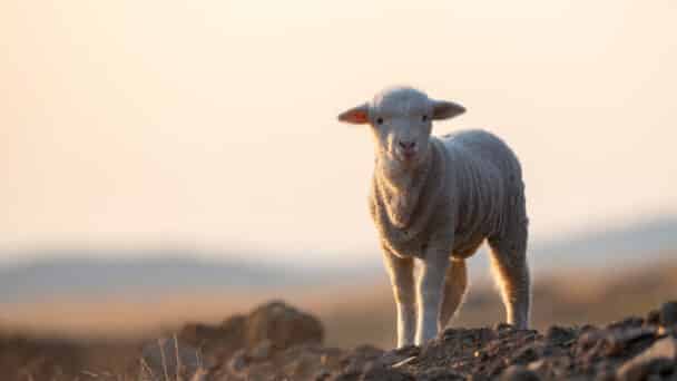 the Israelites were protected from the 10th plague by the blood of a lamb
