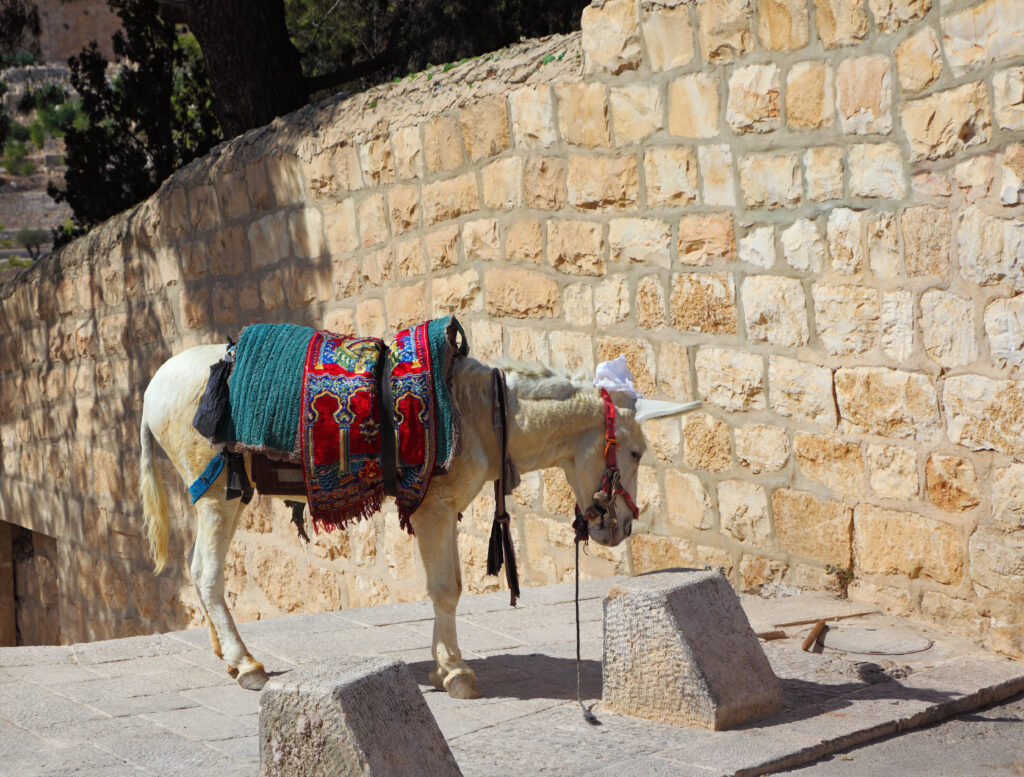 The white donkey in an ancient harness in Jerusalem, Christian quarter
