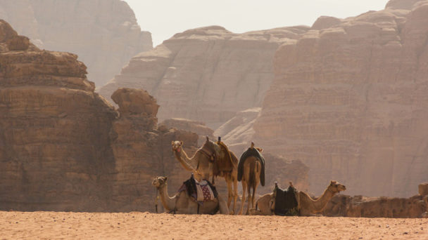 Camels in the martian land in the Wadi Rum