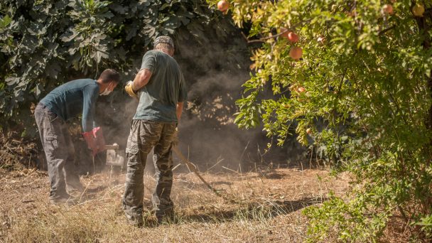 laborers in the vineyard